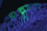 identification of bladder progenitor cells may lead to new treatments